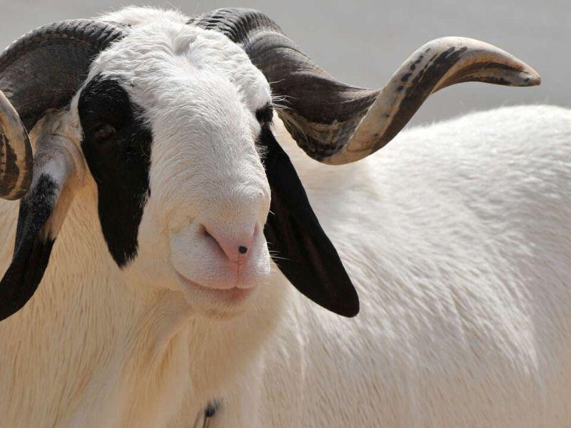Un Mouton sénégalais de luxe