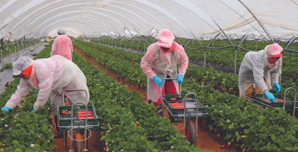 Les migrantes marocaines dans l’agriculture : entre précarité, discriminations et quête d’émancipation