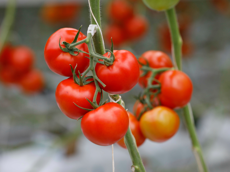 Maraîchage sous tension : tomates sous perfusion