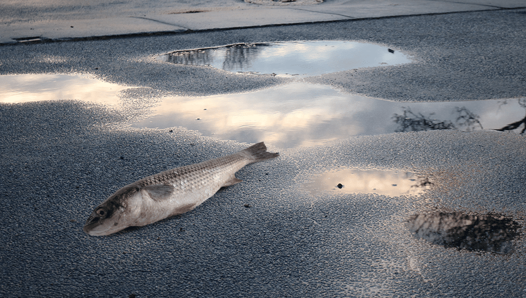 Pluie de poissons : que se passe-t-il vraiment à Yoro ?