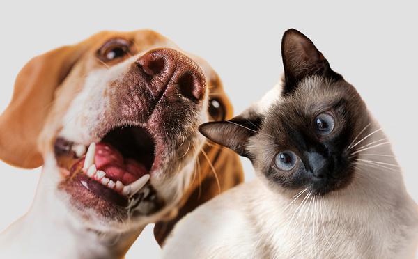 Assurance chien-chat : la révolution poilue débarque au Maroc