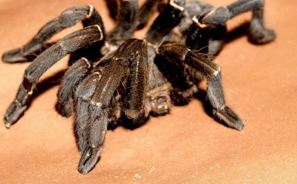 Des biscuits ? Non, des araignées ! La douane allemande hallucine