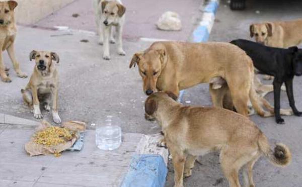 Chiens errants : symptôme d’un espace public abandonné au Maroc