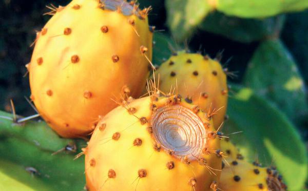 Cochénille et cactus : la résilience en quête de variétés résistantes au Maroc