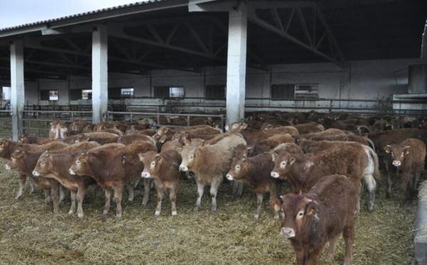 Bovins espagnols suspendus: la facture à la hausse