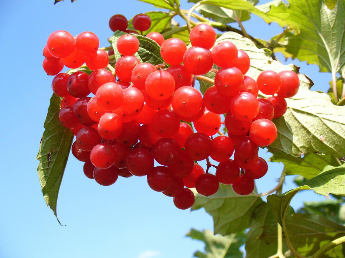 Fruits rouges, baies noires et stress oxydatif