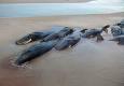 Échouage de douze baleines au Nord de Fidji