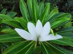 Salon de la Tiare Apetahi: Raiatea fête sa fleur