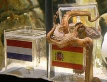 Mondial-2010 - Paul, le poulpe devin, sacre l'Espagne championne du monde