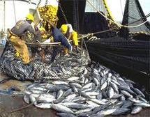 Pêche au thon dans le Pacifique : le syndrome de la Commission baleinière