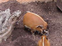 Plus de 1.000 espèces découvertes en dix ans en Nouvelle-Guinée (WWF)