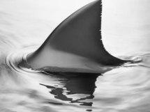Côtes françaises de la Méditerranée: une nursery pour requins