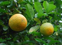 Propriétés médicinales et vertus magiques de l'Orange de Tahiti