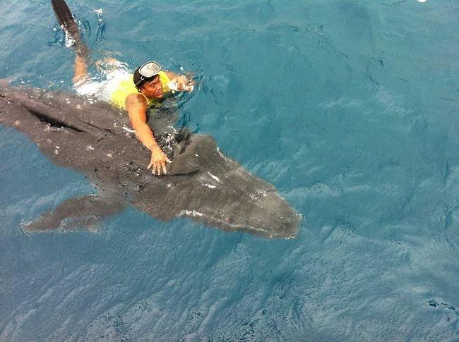 Huahine : un baleineau réfugié sous un voilier
