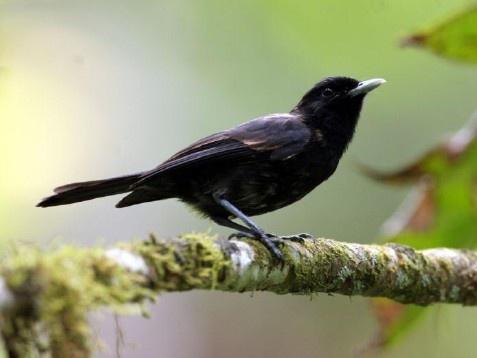 Protection du Monarque : Tahiti et Raroto'a, même combat