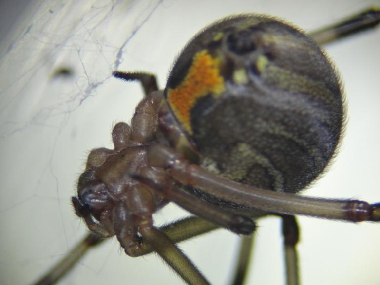 Ici, la veuve brune reconnaissable à son "sablier" orange, situé sous son abdomen.