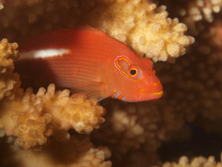 L’épervier strié reste immobile sur son corail, prêt à gober la proie passant à portée.