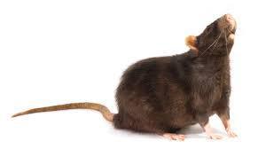 Faits comme des rats? Jakarta offre une récompense par tête de rongeur