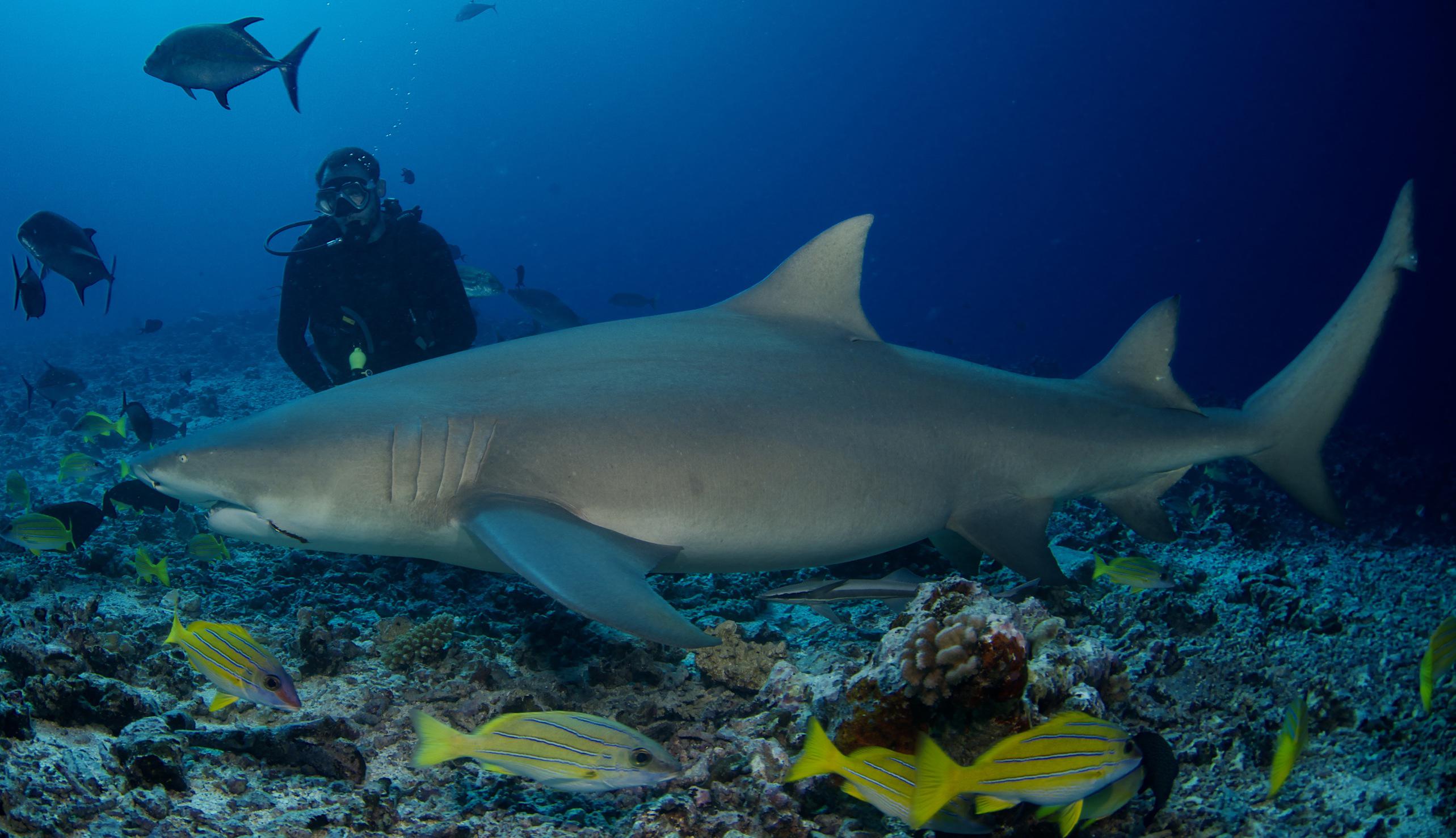 Polynésie : ils combattent un requin à mains nues pour sauver leur vie