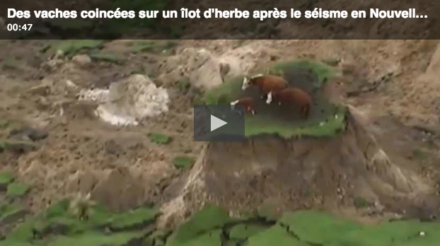 Insolite : trois vaches coincées sur un îlot de terre après le séisme en Nouvelle-Zélande ( VIDEO)