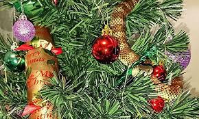 Australie: un serpent-tigre dans le sapin