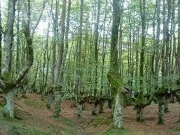 Les parcs naturels s'élèvent contre un projet de décret concernant les forêts protégées