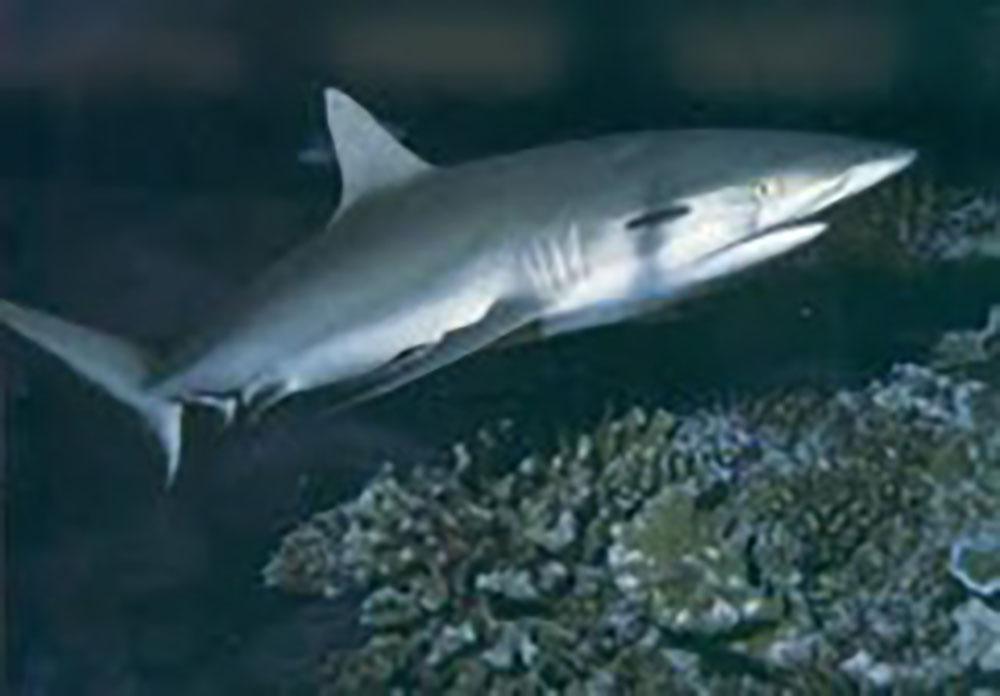 Australie: un requin dévore une chienne