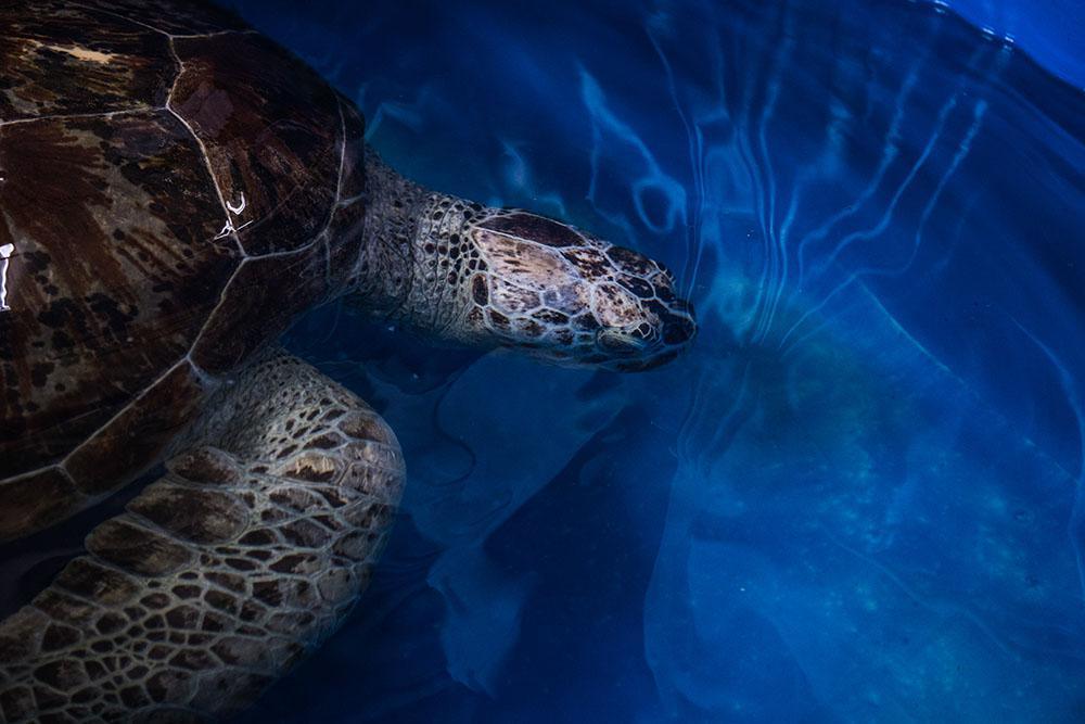 Thaïlande: la tortue aux 915 pièces de monnaie réapprend à nager