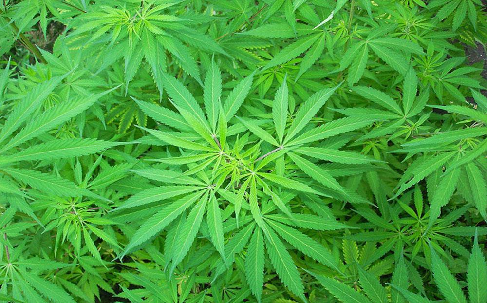 Pour la dépénalisation, une "marche du cannabis" dans l'entre-deux-tours à Paris