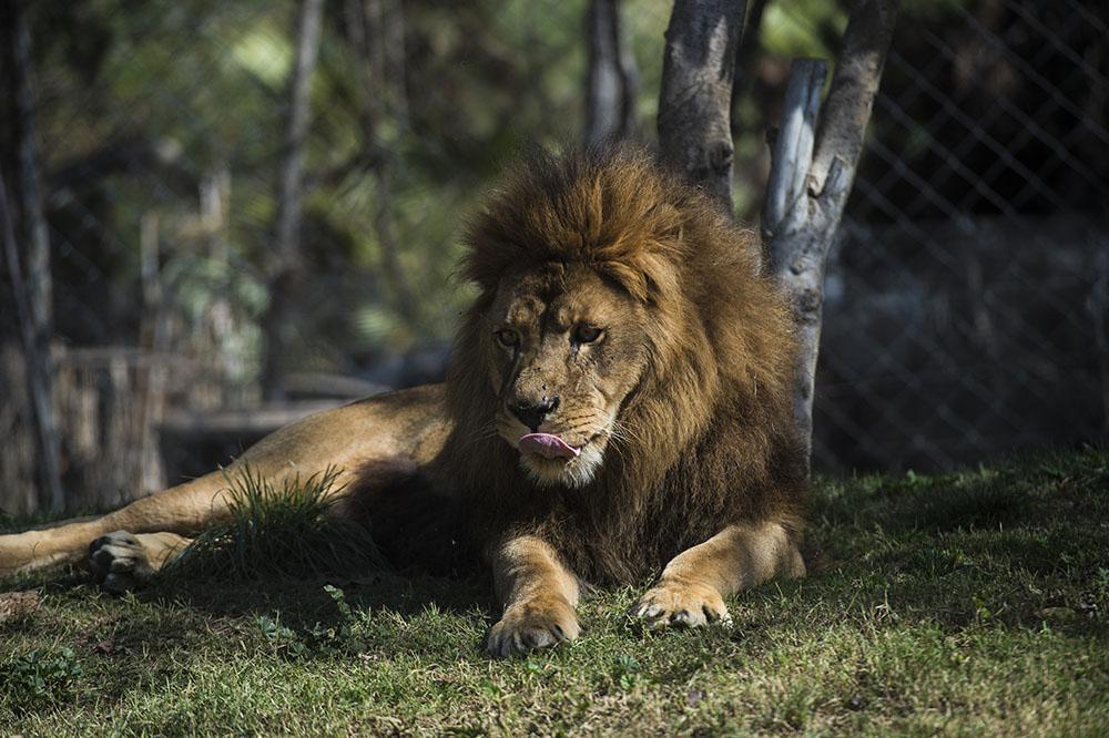 Virée en voiture avec sa lionne: un habitant de Karachi arrêté