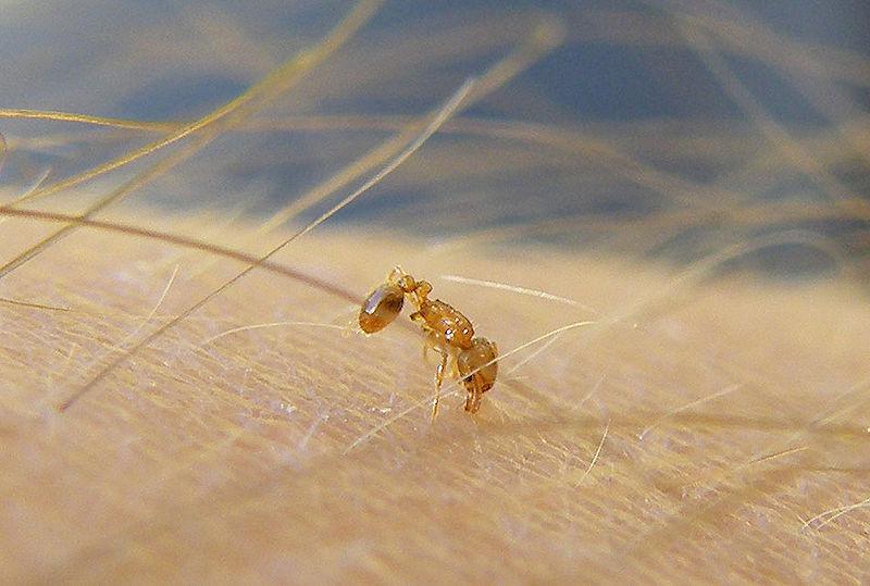 La petite fourmi de feu est arrivée à Tahiti en 2004, et elle y a fait sa maison, pour le grand dam des humains… (Crédit photo : Wikimedia commons)