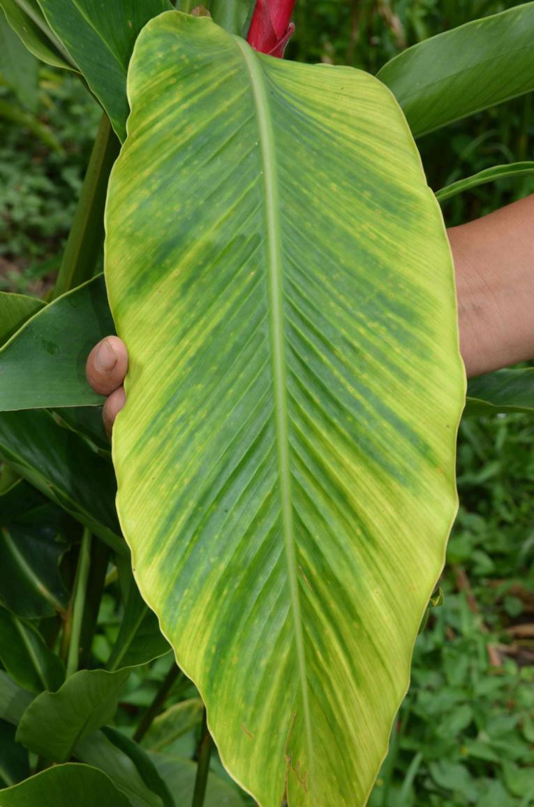 Le Banana Bunchy Top Virus est arrivé dans les îles