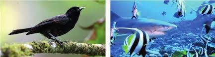 Nouveaux financements en faveur de la biodiversité Outre-mer