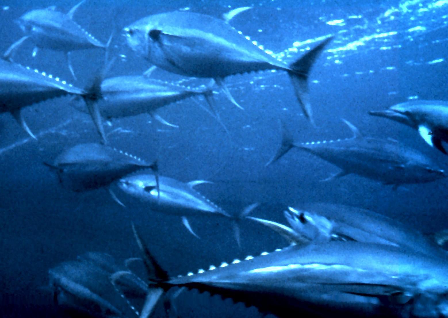 Des thons albacore (yellowfin tuna), une ressource précieuse encore abondante en Polynésie. (crédit photo : OAR/National Undersea Research Program)