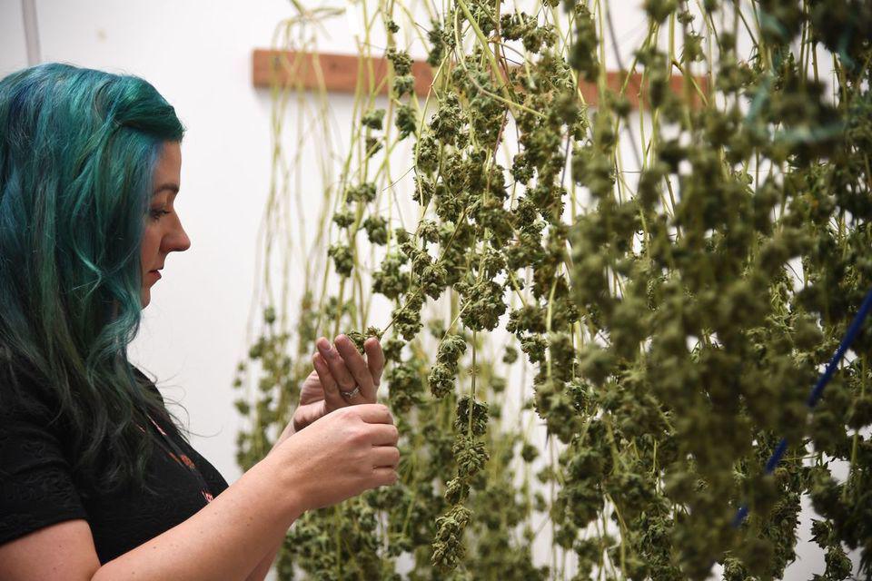 Débuts euphorisants pour la marijuana récréative en Californie