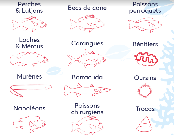 Ciguatéra : poissons perroquets et trocas parmi les espèces à risque