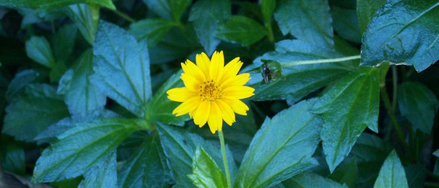 La liste des espèces menaçant notre biodiversité s'allonge