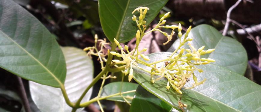 Anodendron paniculatum (Liane parachute) Photo : Direction de l'environnement.