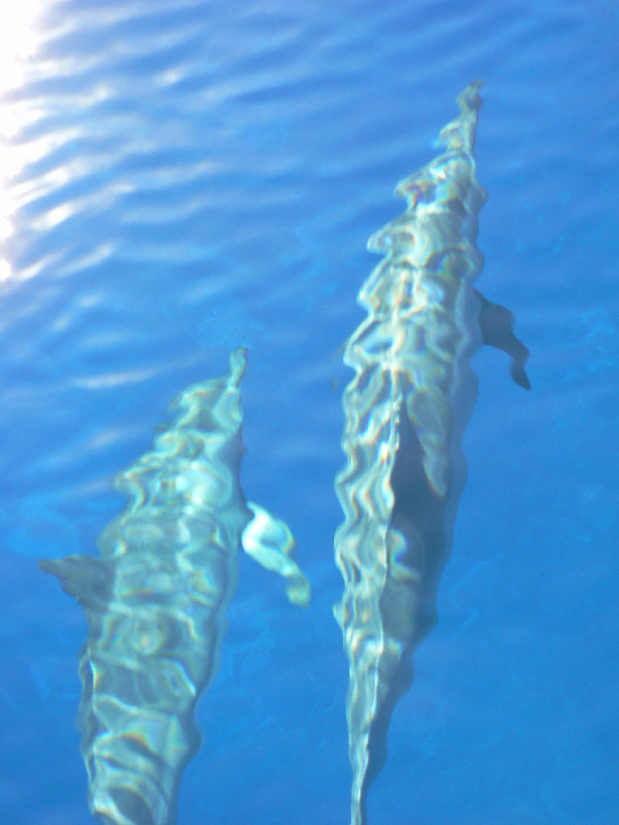 De gros changements pour l'observation des baleines et dauphins