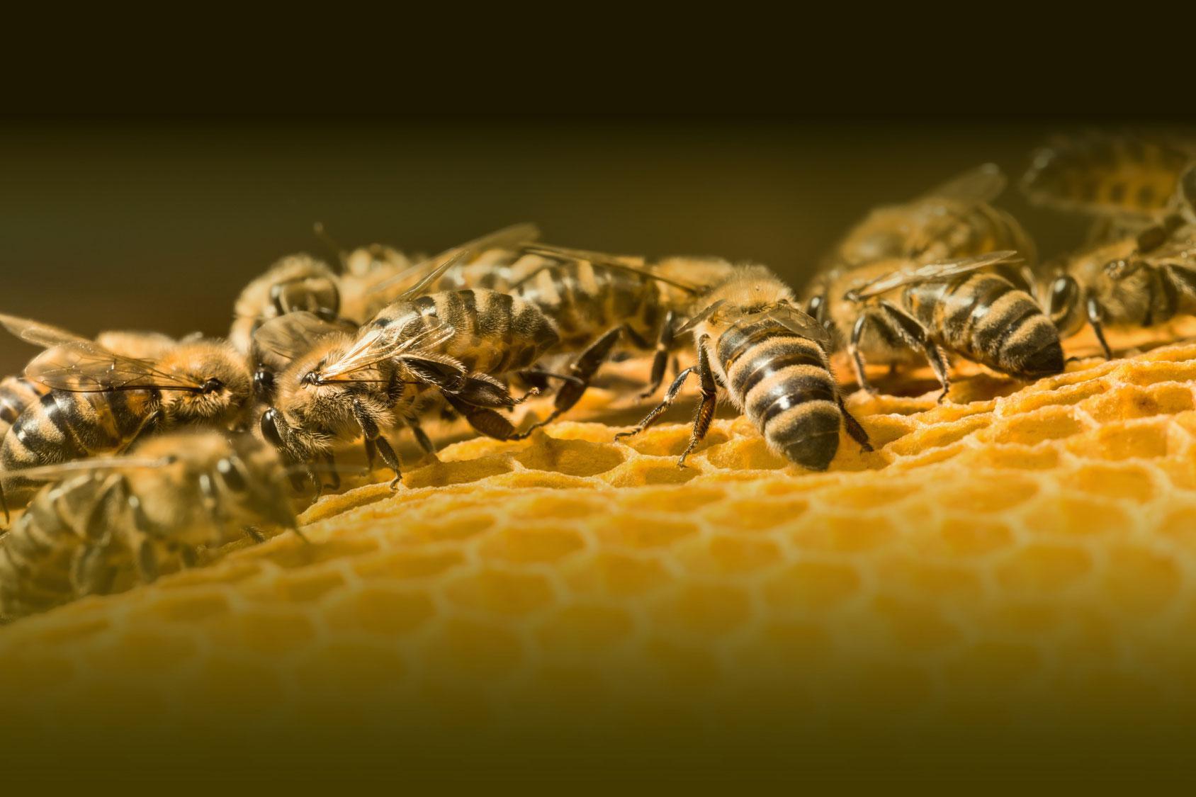 Sauver les abeilles, une nécessité !