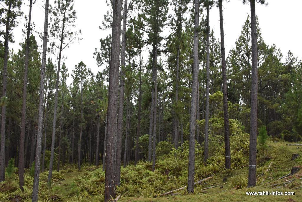 Bois : un investissement de 1.7 milliard à Nuku Hiva