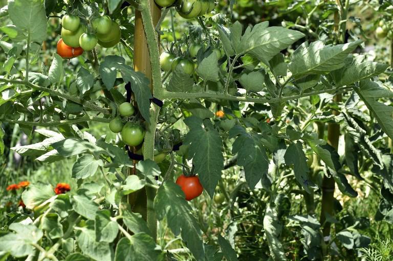 Venez échanger des graines samedi pour alimenter votre jardin et pouvoir manger local dans quelques mois.