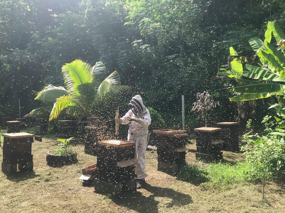 Apiculture : une filière à l'épreuve