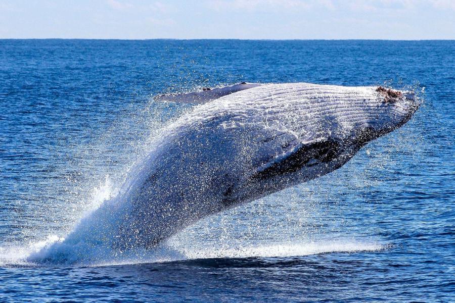 C’est la journée de la baleine !