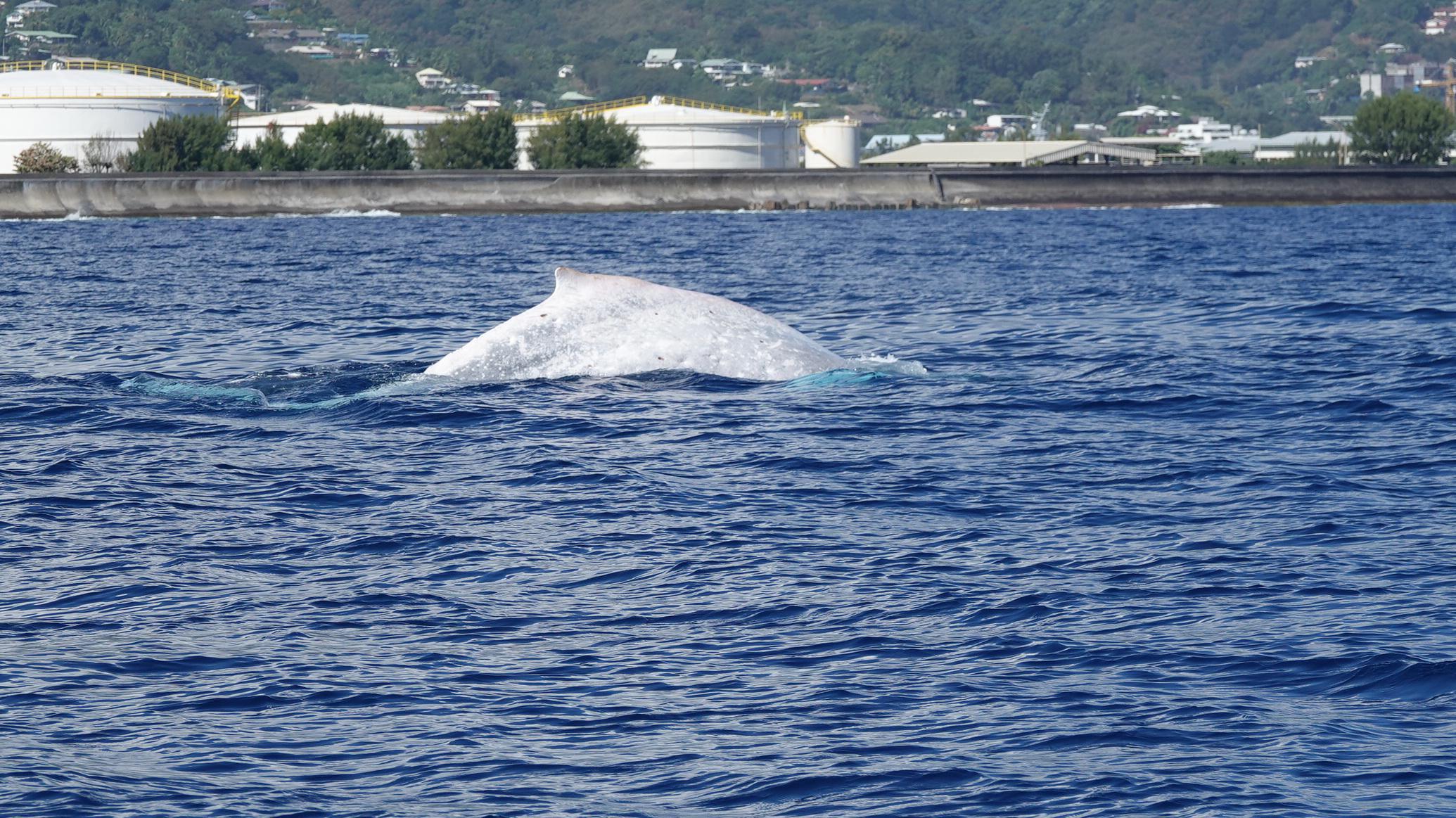 Une baleine blanche à Papeete