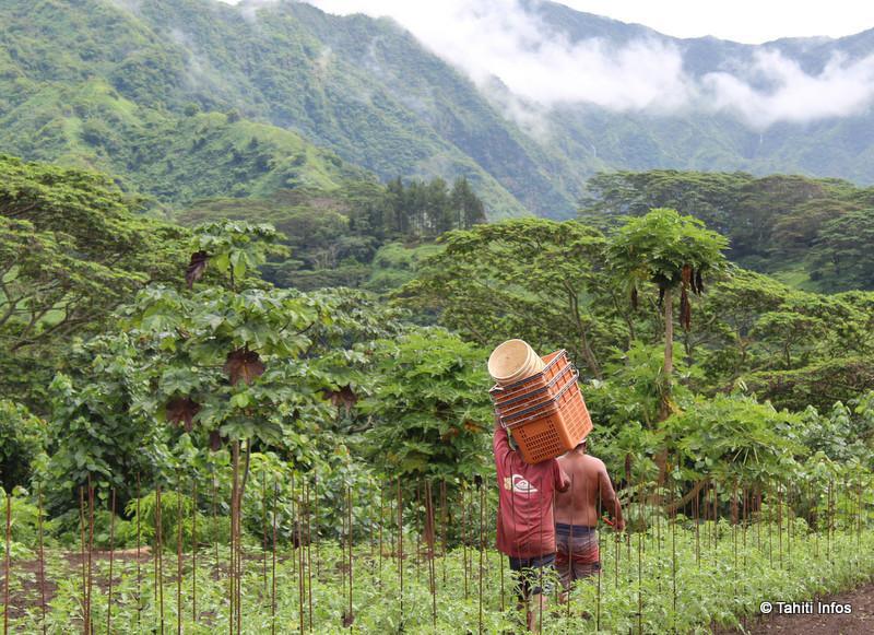 Les producteurs locaux, plus professionnels, arrivent à proposer des produits beaucoup plus sains que les importations selon les analyses de la direction de l'Agriculture. (Crédit photo : Chambre de l'agriculture)