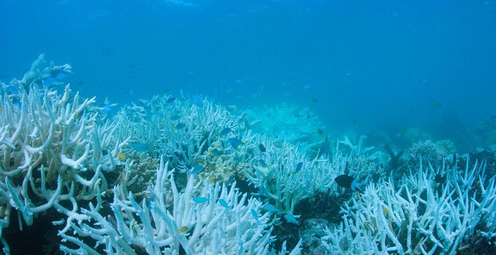 Le CRIOBE alerte sur l'acidification de l'océan qui met nos coraux en danger