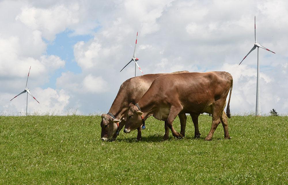 Des éleveurs dénoncent des troubles d'origine électrique et saisissent la justice