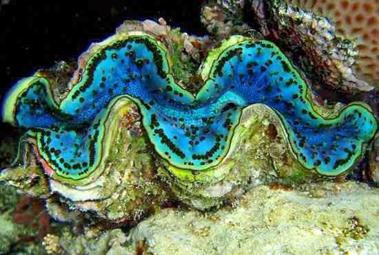 Un projet prévoit l'extension du jardin fleuri de bénitiers sur l'atoll de Tatakoto.