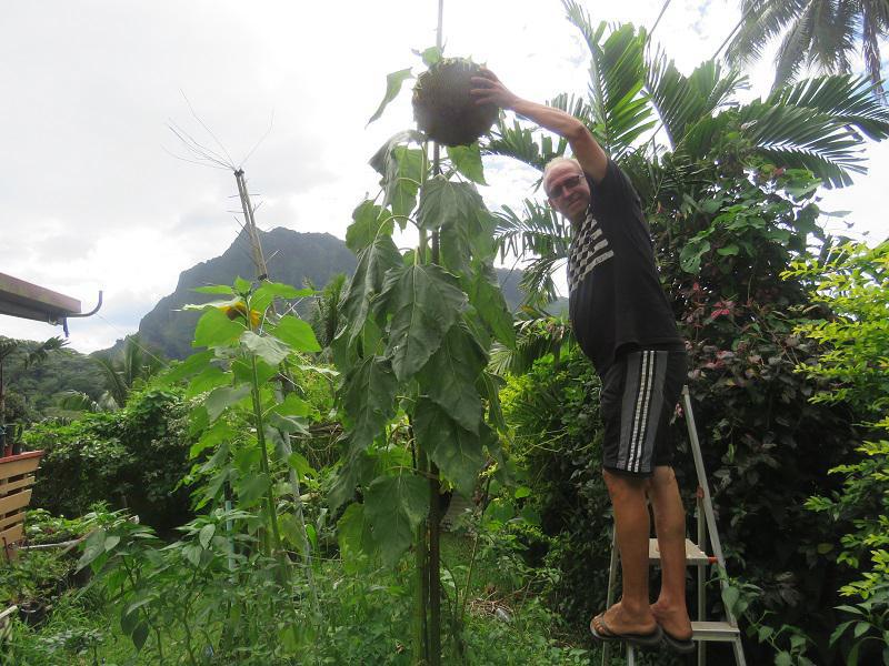 L'électroculture fait des miracles à Moorea